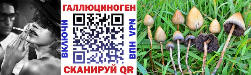 Купить  Тайшет  Псилоцибиновые грибы Cubensis 